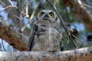 HoHum the Owl hero 2