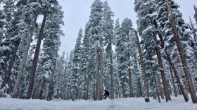 A skier navigates a snowy forest at Aspen Highlands ski mountain in December 2019. The majority of the water in Lake Powell originates as snow in Colorado. The nation’s second-largest reservoir has been crippled by more than two decades of dry conditions.