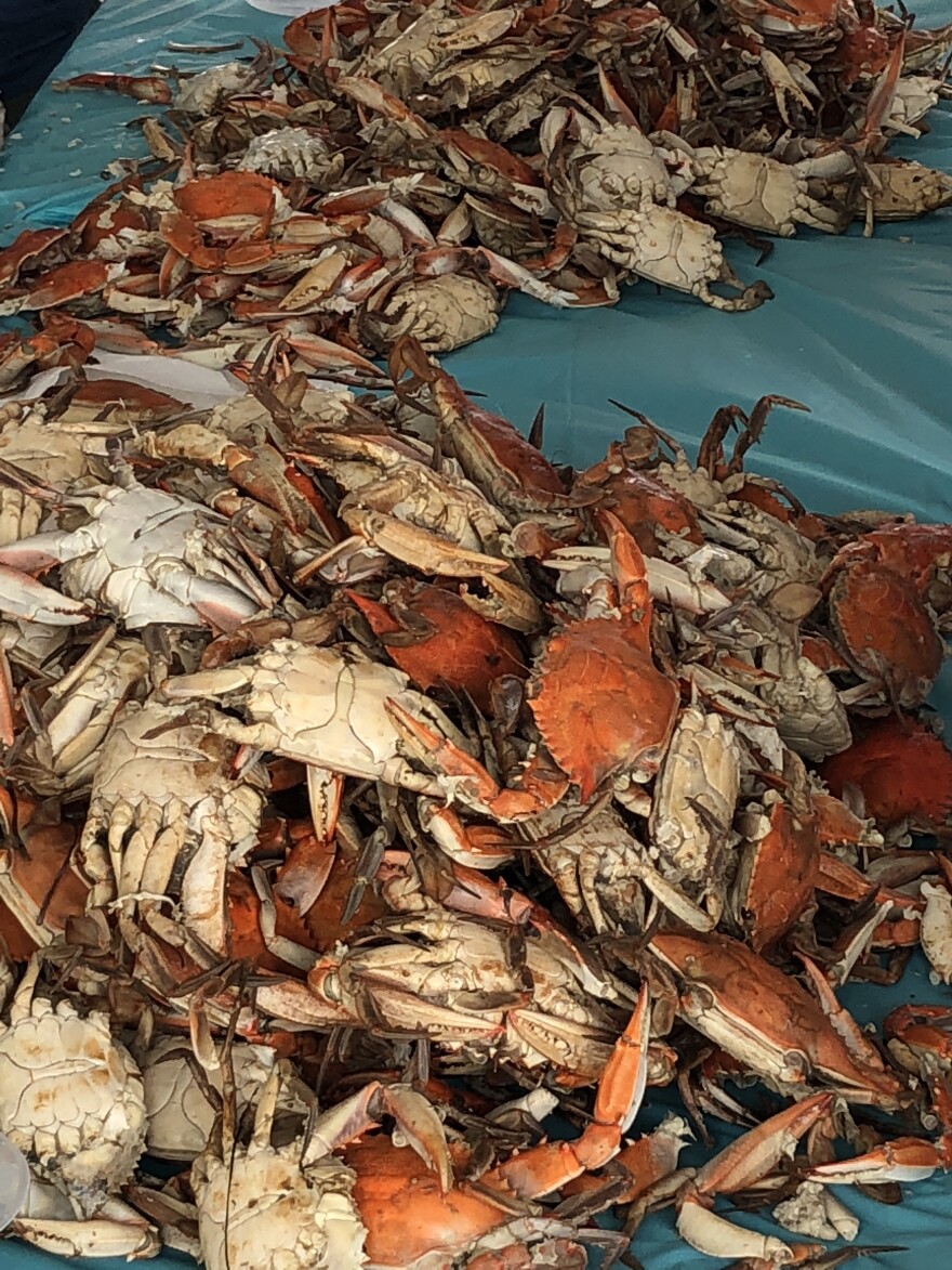 Blue Crabs