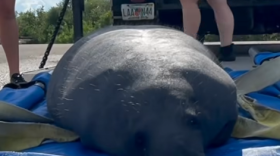 Barber the Manatee