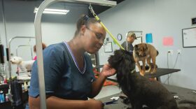 Shautina, a former student at The Grooming Project is performing a full groom on a small dog.