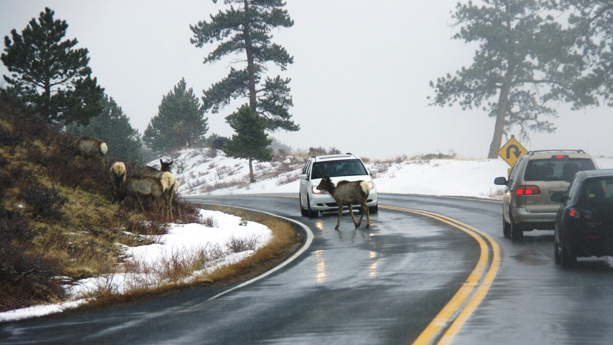 New wildlife pass aims to keep animals and drivers safe on the road - Vimarsana News