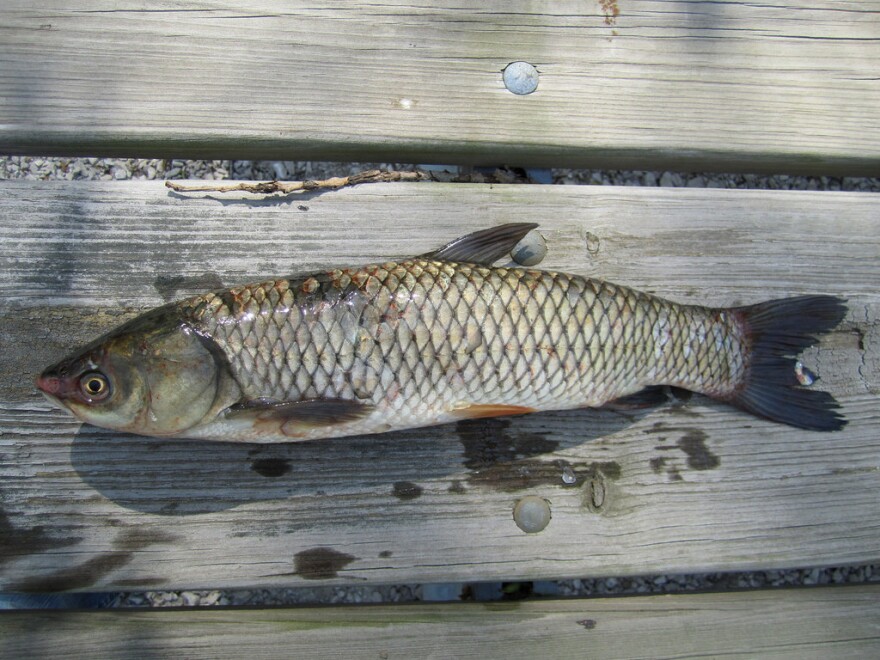 A grass carp.