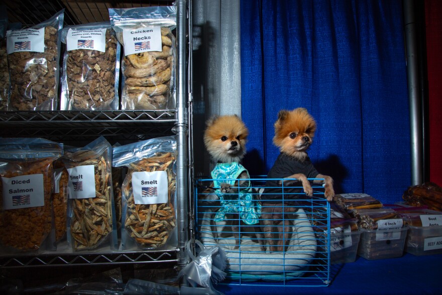 Two Pomeranians, Angel (left) and Sunny, peer over their kennel at the Lone Star State Classic Dog Show in Dallas, Texas. Attendees have the opportunity to purchase anything from dried chicken necks to epididymal sperm harvest kits.