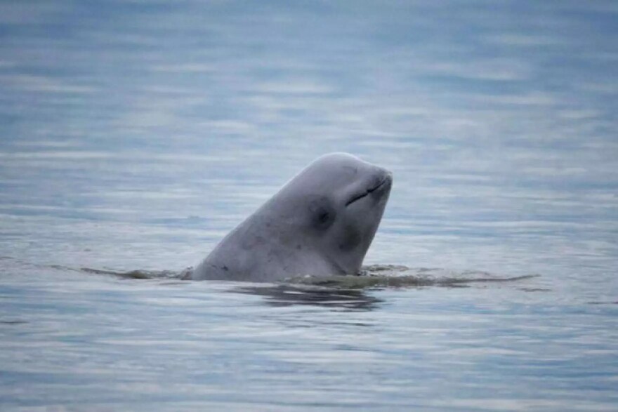 Cook Inlet belugas are endangered and of NOAA Fisheries' "Species in the Spotlight." Researchers are trying to figure out why the population is not rebounding.