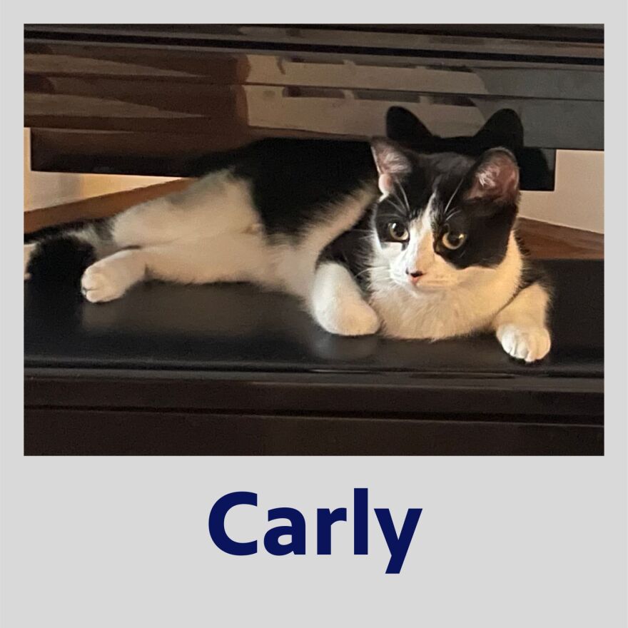 Photo of Carly the cat in a polaroid frame with her name in blue text underneath
