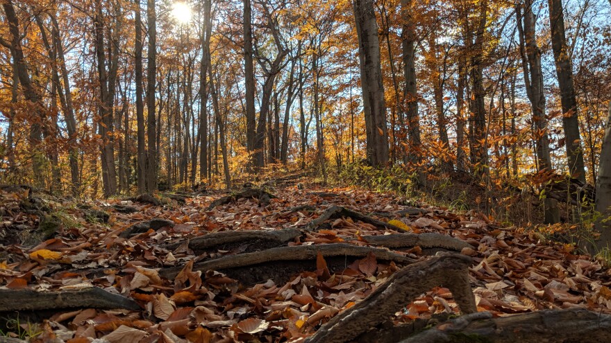A picture Melissa Safran, who hiked all 190 miles of trails at the Cuyahoga Valley National Park, took during her 2.5 month adventure.