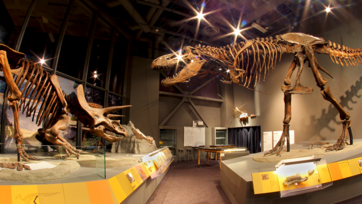 Public fossil digs set for 2024 - Vimarsana News