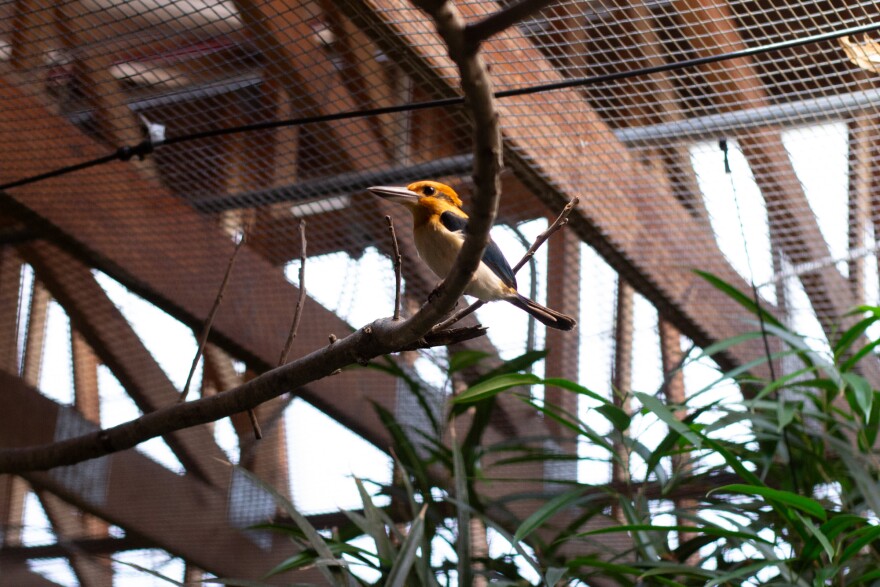 A female Guam kingfisher, or sihek, silently watches the reporter from her perch. She and the other 140 or so sihek alive today all descended from a group of 16 "founders" rescued in the 80s.