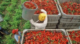 The California Pepper Commission says mechanical harvesters to pick hot and bell peppers could help solve labor shortage problems.