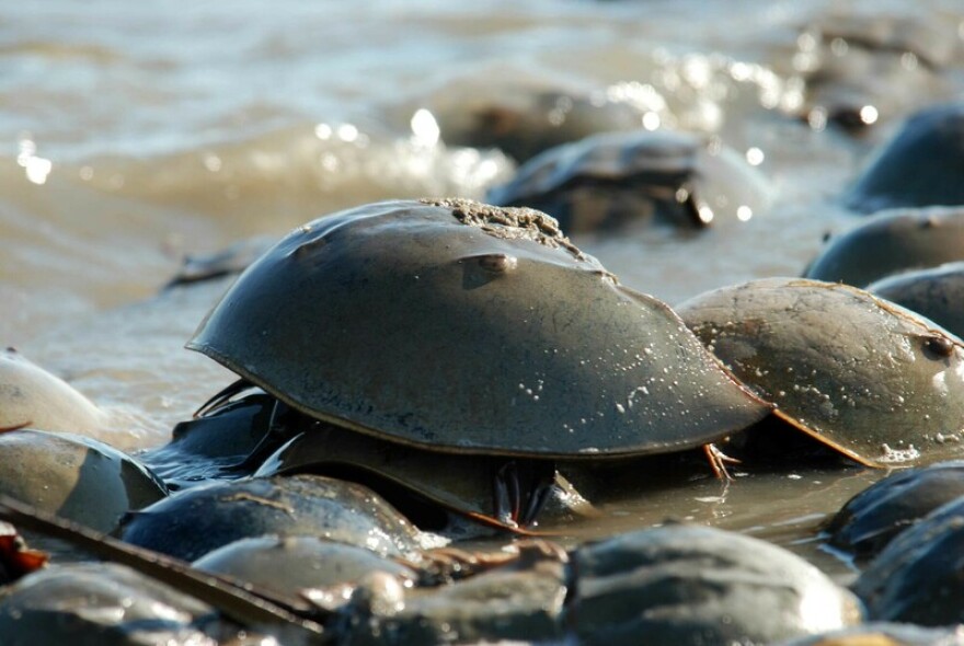 Conservation groups argue horseshoe crabs should be listed as an endangered species to help protect their habitat and reduce harvesting. Photo courtesy of Center for Biological Diversity and U.S. Fish and Wildlife Service