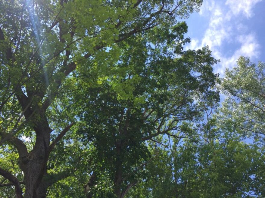 From insects to mushroom to porcupines, much of the forest ecosystem relies directly on trees for sustenance and shelter.