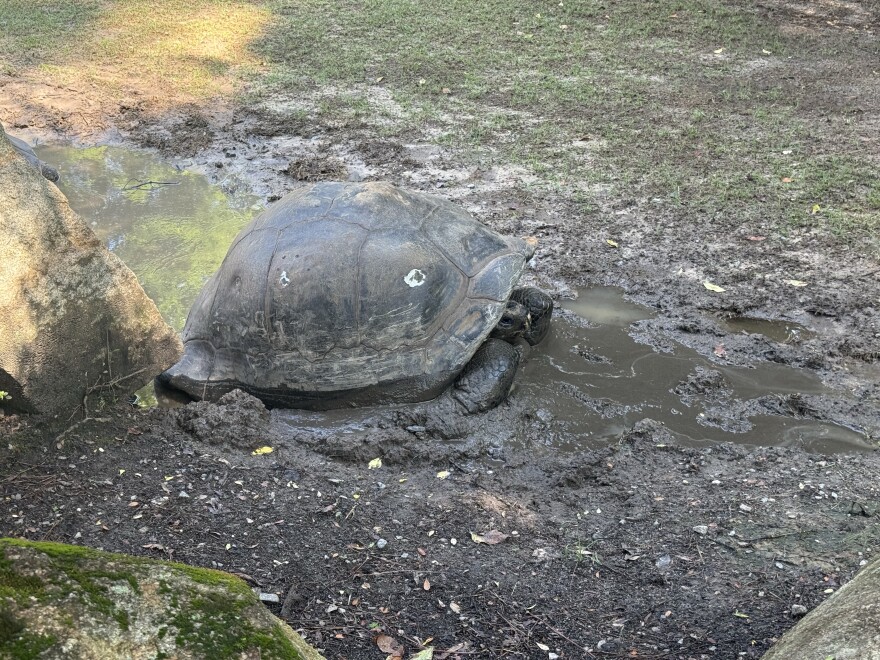 Tortoise cooling off in a mud wallow at the Riverbanks Zoo and Garden.