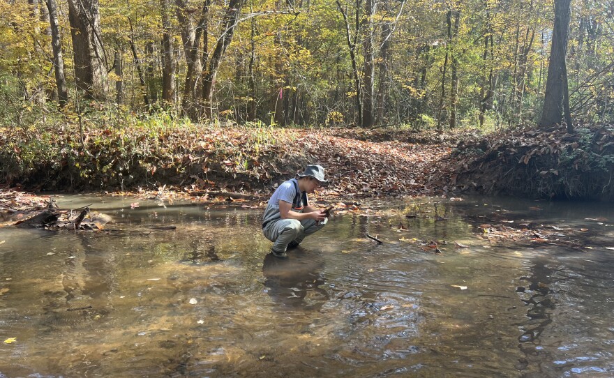 Anh Quach, a third year PhD student at UNC Chapel Hill, looks for macroinvertebrates in New Hope Creek in Durham on November 8, 2025. The Haw River Watchers Program is helping him study how invasive claims in streams and rivers displace native species and contribute to greenhouse gas emissions.