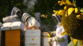 A bee descends on a sunflower at a garden in Hartford as, behind the scenes, beekeepers Aarmari Quinoñez, Aarmere Jackson and their mom Aarvah Quinoñez tend to some of the hives they operate throughout the region. "It's just awesome to watch," says Jackson when describing the growth of a hive into "thousands of bees." Adding, “Honey is honey is good, you know, it's just everybody loves honey."