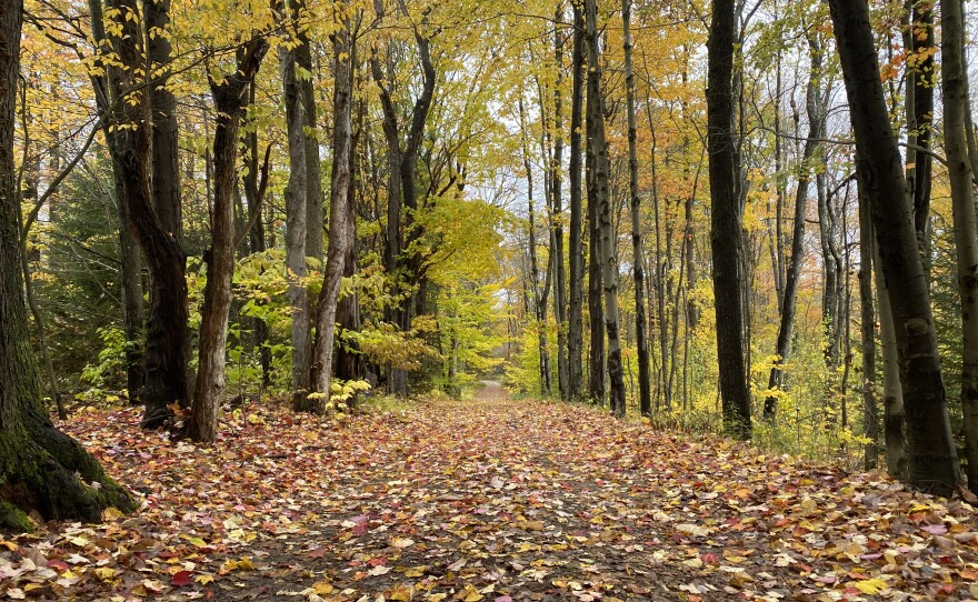 A wooded area near the border between Elk and Cameron Counties.