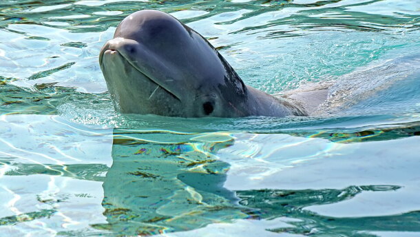 Beluga whales and dolphins from the shuttered Marineland in Niagara Falls, Ontario will be moved to facilities in the U.S. and Spain who can afford long-term care.
