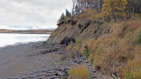rosion carries trees over the edge of a cliff and into the sea in Dillingham, Alaska, a coastal city about 350 miles west of Anchorage. Grist / Saima Sidik