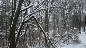 Snow covered trees line a snowy path with footprints in the snow. Several branches are weighed down by snow, and the sky is white with snow showers. 