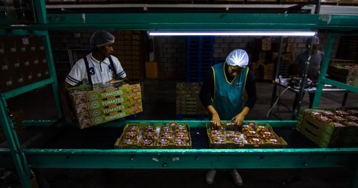 In Arizona, a tariff on tomatoes from Mexico could affect more than just grocery store prices