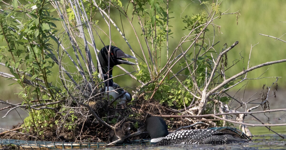 Loons are doing so well, Vermont is removing many of the rafts that once helped them nest