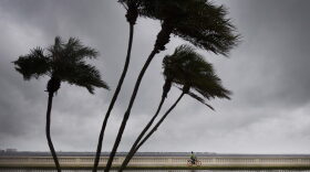 A man rides his bike on Bayshore Boulevard as palm trees begin to feel the wind in Tampa, Fla., on Sept. 10, 2017. (Jim Watson/AFP/Getty Images)