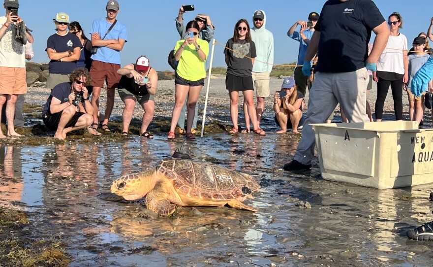 Staff and volunteers from the New England Aquarium released 17 endangered and threatened turtles at West Dennis Beach today after months of rehabilitation from getting stunned by cold water in Cape Cod Bay last fall and winter. They included Kemp's ridleys, loggerheads, and green sea turtles. June 25, 2025.