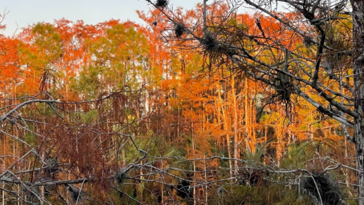Why Florida doesn't see widespread, vibrant fall foliage