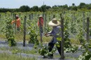 Agriculture workers adjust a trellis to support bitter melon