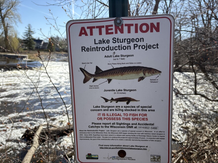 Lake sturgeon restoration continues on the Milwaukee River. Anglers are not allowed to fish or net them.