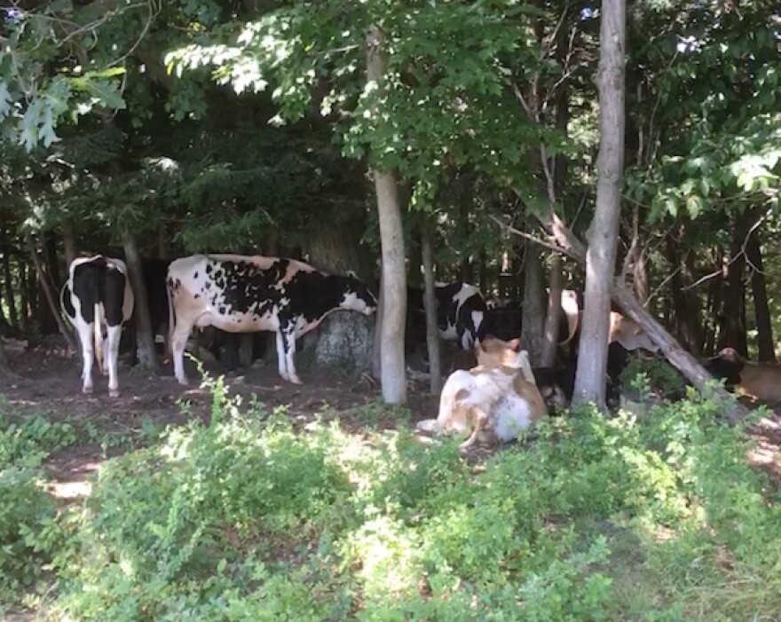 Image of cows grazing amongst some trees.