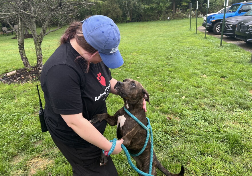 Volunteer Sam Smith pets rescue dog Zora.
