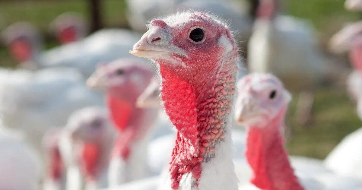 Several new bird flu outbreaks reported in South Dakota flocks
