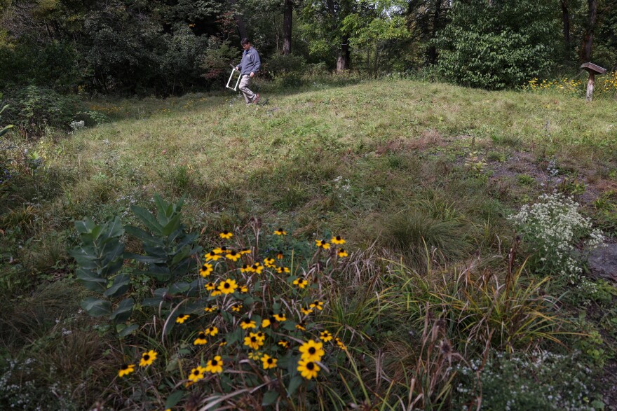 Black-eyed Susans grow in the native lawn demonstration project at Cornell Botanic Gardens. The project converted a non-native grass lawn to a low-maintenance lawn by planting a diversity of native plants which support biodiversity for pollinators and other invertebrates.