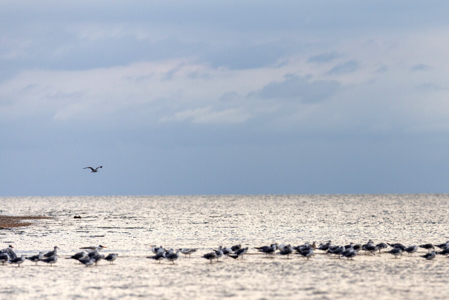A flock of nesting shorebirds along the Gulf beach in Vermilion Parish, Louisiana, on Tuesday, August 25, 2026. 
