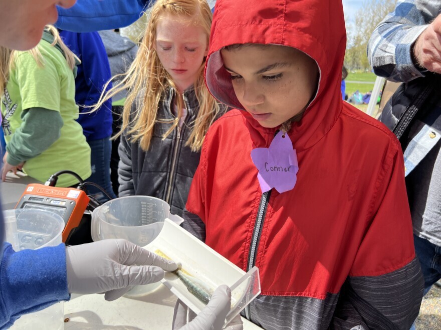 A student closely watches a scientist wearing gloves measure a young salmon.