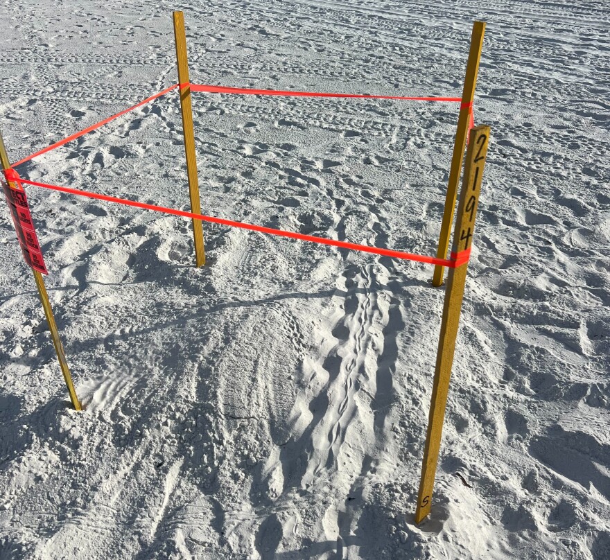 Sand with four stakes in a square surrounding turtle tracks