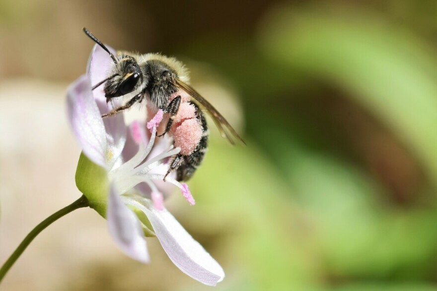 A spring beauty miner bee harvests pink pollen from a spring beauty wildflower. It is, in the author's opinion, very cute. The image is very close-up with the bee in sharp detail and the background a blurry green.