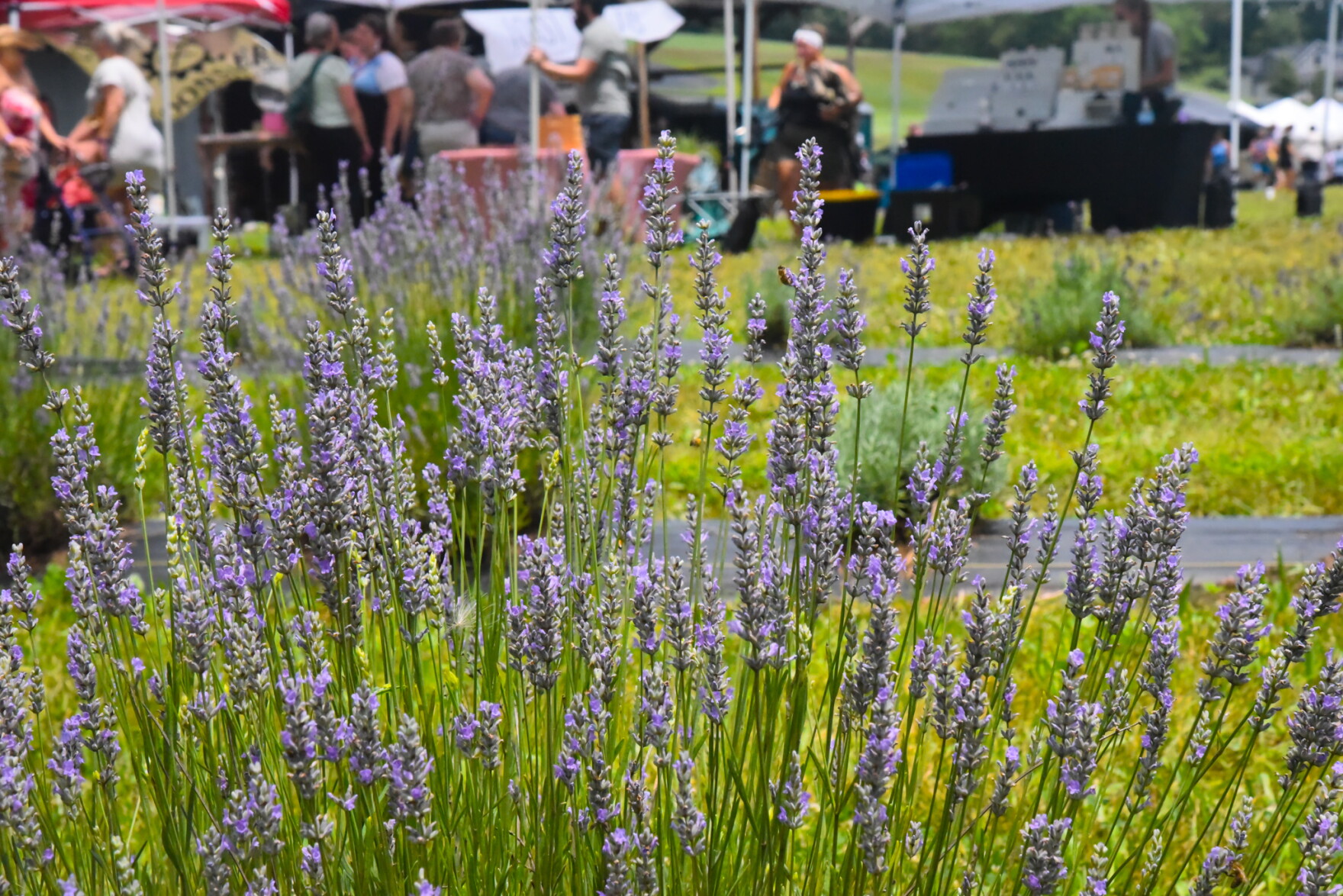 Photo Focus: Lavender Festival in full bloom