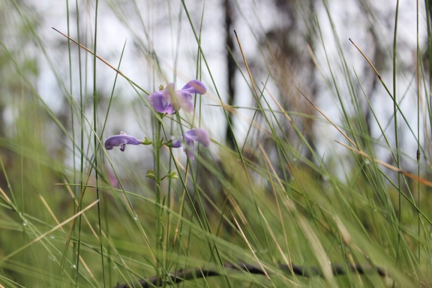 This is Florida skullcap.