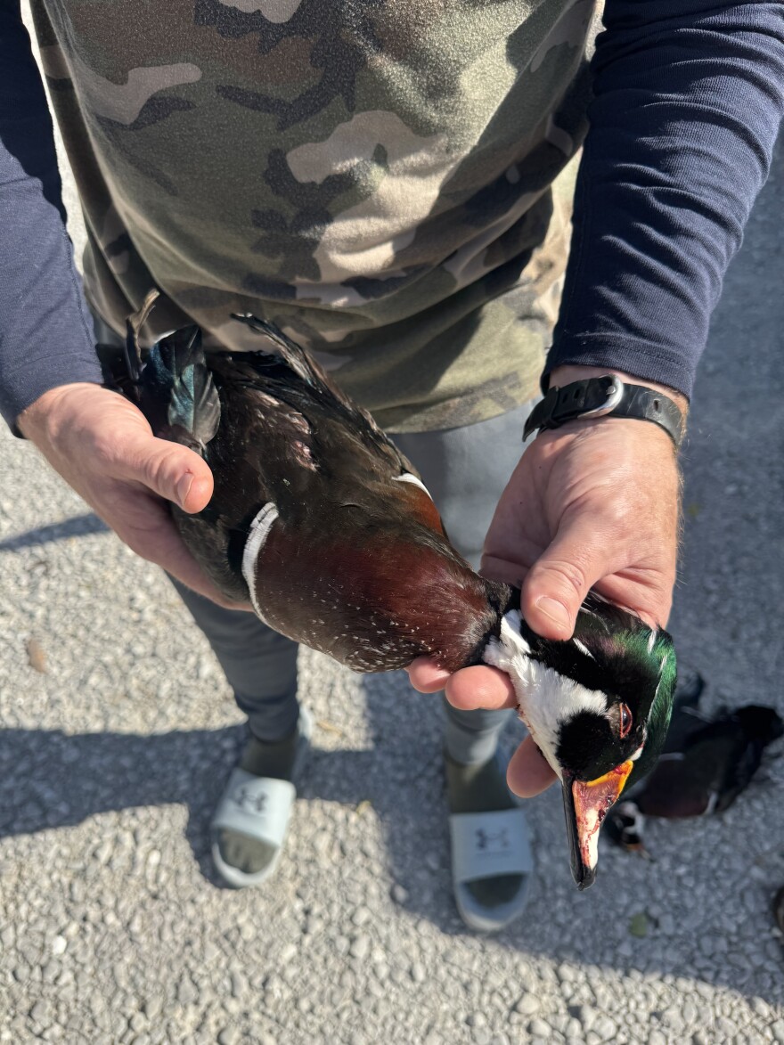 A hunter holds a male duck he shot.