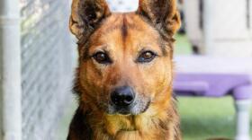 Adoption fees at Ventura County Animal Shelter are waived until October 12 to help combat critical overcrowding