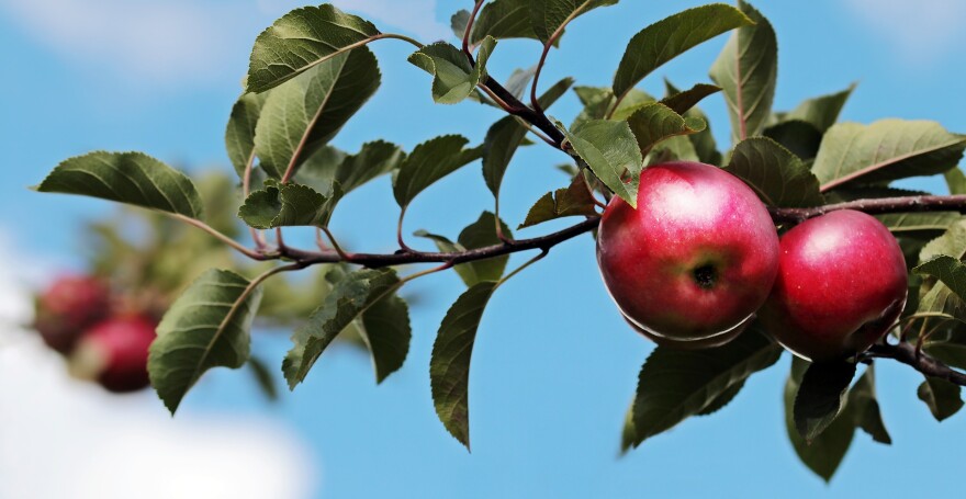 How to Pick the Best Apples