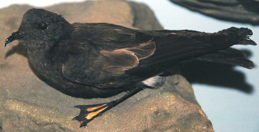 Oceanites oceanicus (Wilson's storm petrels), can sound spooky calling out from their underground nests at night.