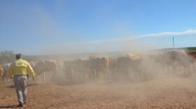 Fourth-generation Sonoran cattle rancher Jesús Fimbres moves one of his herds to its feeding pasture.