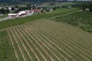 John Skrip III, owner of Clover Hill Vineyards and Winery in Breinigsville, PA, where the Spotted Lanternfly decimated six aches of grape vines including this section of vineyard of Pinot that had to be torn out after being destroyed by the Spotted Lanternfly.