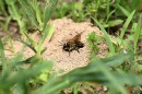 A female bee emerges from her nest at Webster Union Cemetery in Webster.
