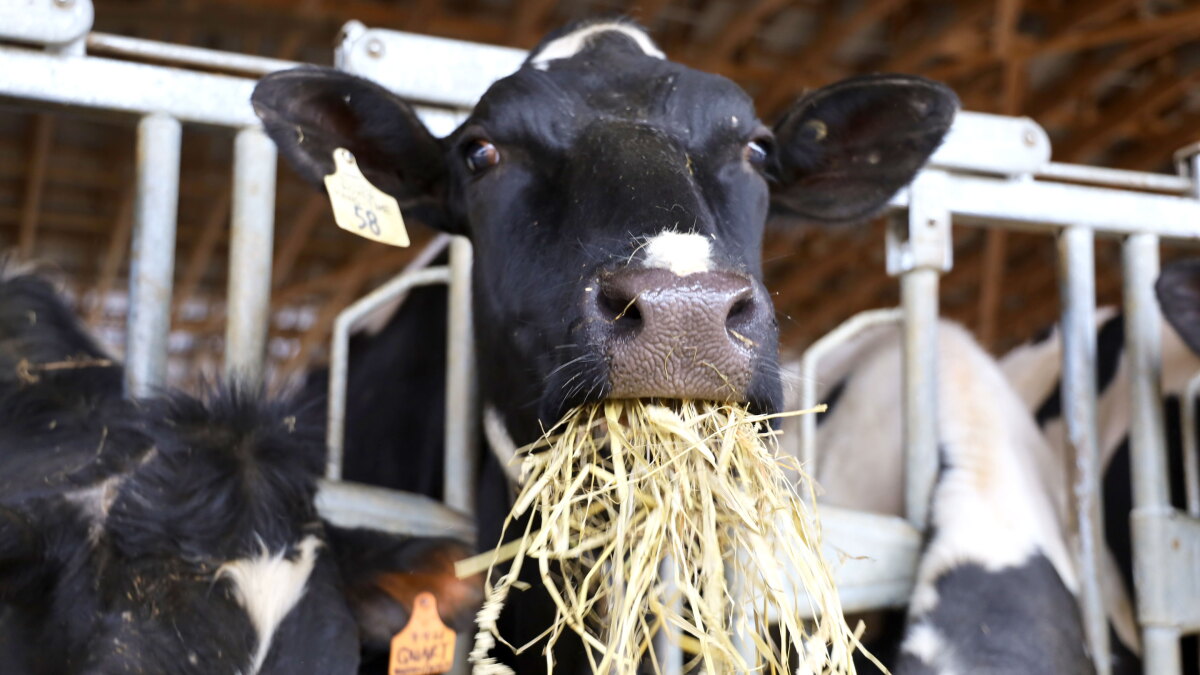 Farming is a big CO2 emitter. But could it be a climate solution? Wolfe's Neck is leading the charge - Vimarsana News