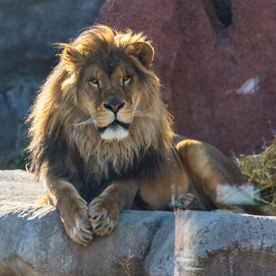 Akron Zoo lion