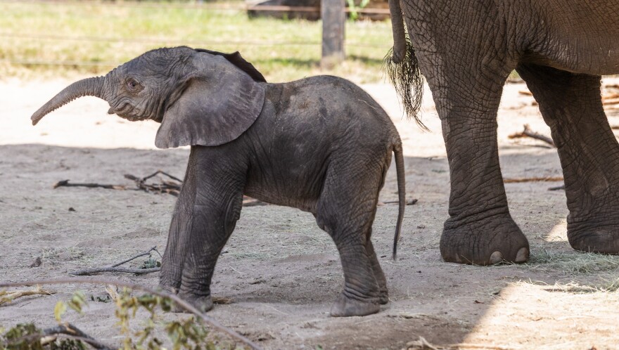 Mlilo and Tendaji, mom and dad respectively, gave birth to their second calf on Sun. July 26, 2026.